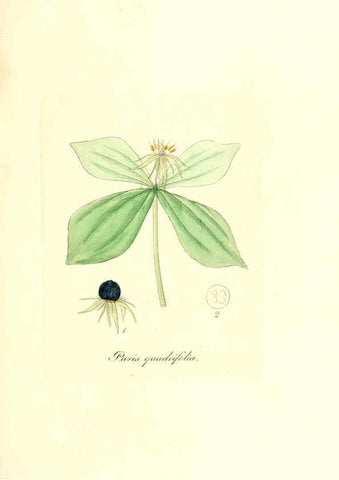 Reproducción/Reproduction 6031995583: Flora medica, oder, Abbildung der wichtigsten officinellen Pflanzen Jena,August Schmid,1831 [i.e. 1829-1831] 