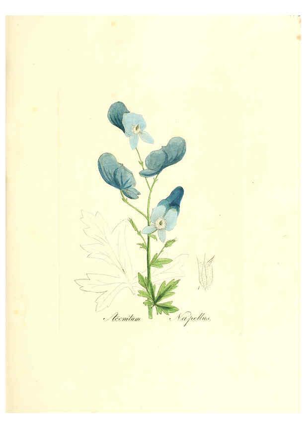 Reproducción/Reproduction 6031995889: Flora medica, oder, Abbildung der wichtigsten officinellen Pflanzen Jena,August Schmid,1831 [i.e. 1829-1831] 