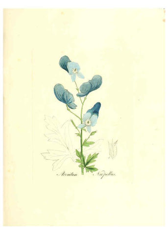 Reproducción/Reproduction 6031995889: Flora medica, oder, Abbildung der wichtigsten officinellen Pflanzen Jena,August Schmid,1831 [i.e. 1829-1831] 