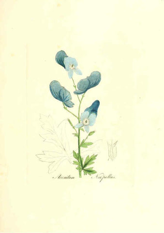 Reproducción/Reproduction 6031995889: Flora medica, oder, Abbildung der wichtigsten officinellen Pflanzen Jena,August Schmid,1831 [i.e. 1829-1831] 