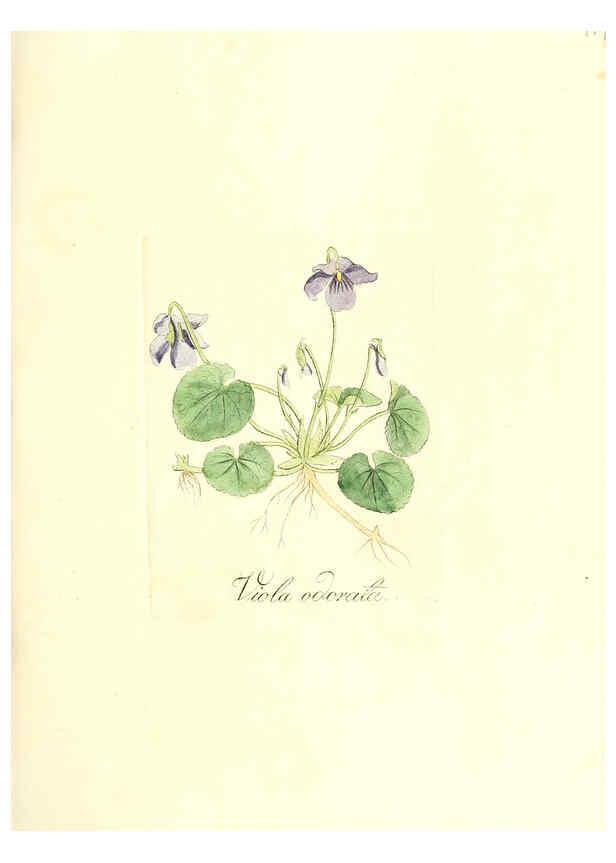 Reproducción/Reproduction 6031996151: Flora medica, oder, Abbildung der wichtigsten officinellen Pflanzen Jena,August Schmid,1831 [i.e. 1829-1831] 