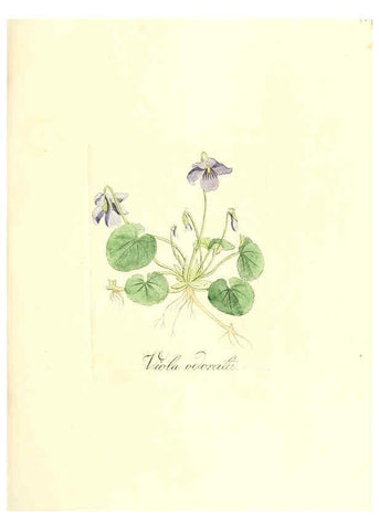 Reproducción/Reproduction 6031996151: Flora medica, oder, Abbildung der wichtigsten officinellen Pflanzen Jena,August Schmid,1831 [i.e. 1829-1831] 