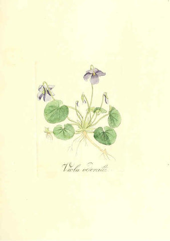 Reproducción/Reproduction 6031996151: Flora medica, oder, Abbildung der wichtigsten officinellen Pflanzen Jena,August Schmid,1831 [i.e. 1829-1831] 