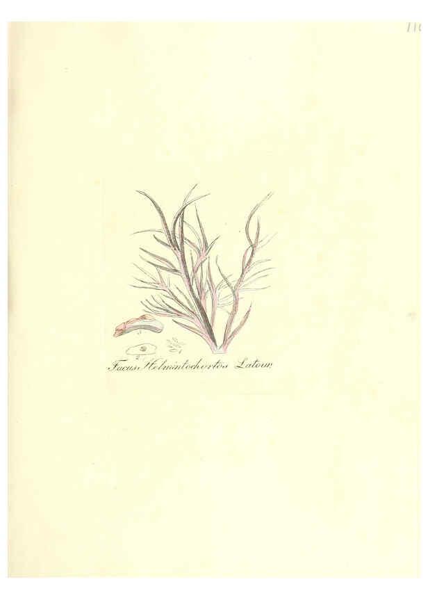 Reproducción/Reproduction 6032553436: Flora medica, oder, Abbildung der wichtigsten officinellen Pflanzen Jena,August Schmid,1831 [i.e. 1829-1831] 