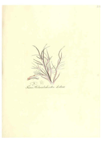 Reproducción/Reproduction 6032553436: Flora medica, oder, Abbildung der wichtigsten officinellen Pflanzen Jena,August Schmid,1831 [i.e. 1829-1831] 