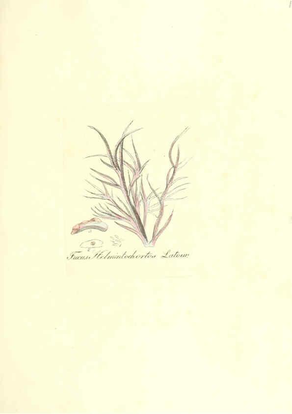 Reproducción/Reproduction 6032553436: Flora medica, oder, Abbildung der wichtigsten officinellen Pflanzen Jena,August Schmid,1831 [i.e. 1829-1831] 