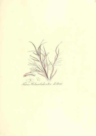 Reproducción/Reproduction 6032553436: Flora medica, oder, Abbildung der wichtigsten officinellen Pflanzen Jena,August Schmid,1831 [i.e. 1829-1831] 