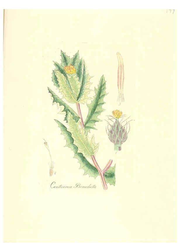 Reproducción/Reproduction 6032570862: Flora medica, oder, Abbildung der wichtigsten officinellen Pflanzen Jena,August Schmid,1831 [i.e. 1829-1831] 