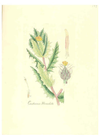 Reproducción/Reproduction 6032570862: Flora medica, oder, Abbildung der wichtigsten officinellen Pflanzen Jena,August Schmid,1831 [i.e. 1829-1831] 