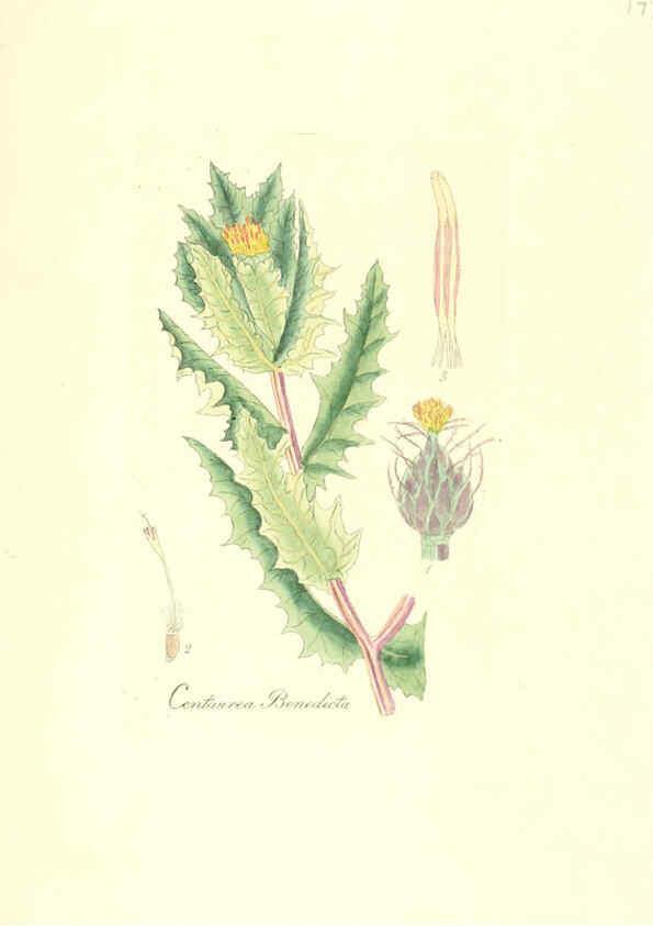 Reproducción/Reproduction 6032570862: Flora medica, oder, Abbildung der wichtigsten officinellen Pflanzen Jena,August Schmid,1831 [i.e. 1829-1831] 