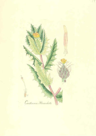 Reproducción/Reproduction 6032570862: Flora medica, oder, Abbildung der wichtigsten officinellen Pflanzen Jena,August Schmid,1831 [i.e. 1829-1831] 