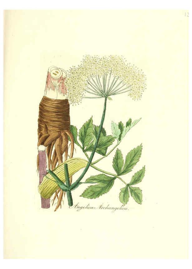 Reproducción/Reproduction 6032000813: Flora medica, oder, Abbildung der wichtigsten officinellen Pflanzen Jena,August Schmid,1831 [i.e. 1829-1831] 