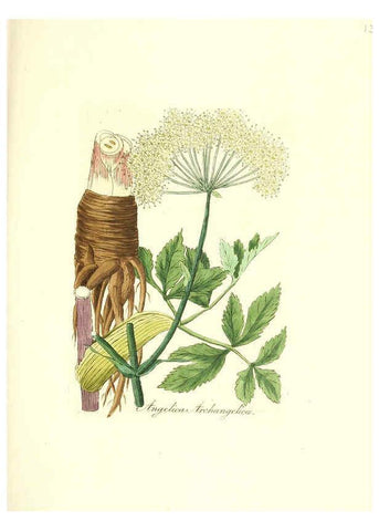 Reproducción/Reproduction 6032000813: Flora medica, oder, Abbildung der wichtigsten officinellen Pflanzen Jena,August Schmid,1831 [i.e. 1829-1831] 