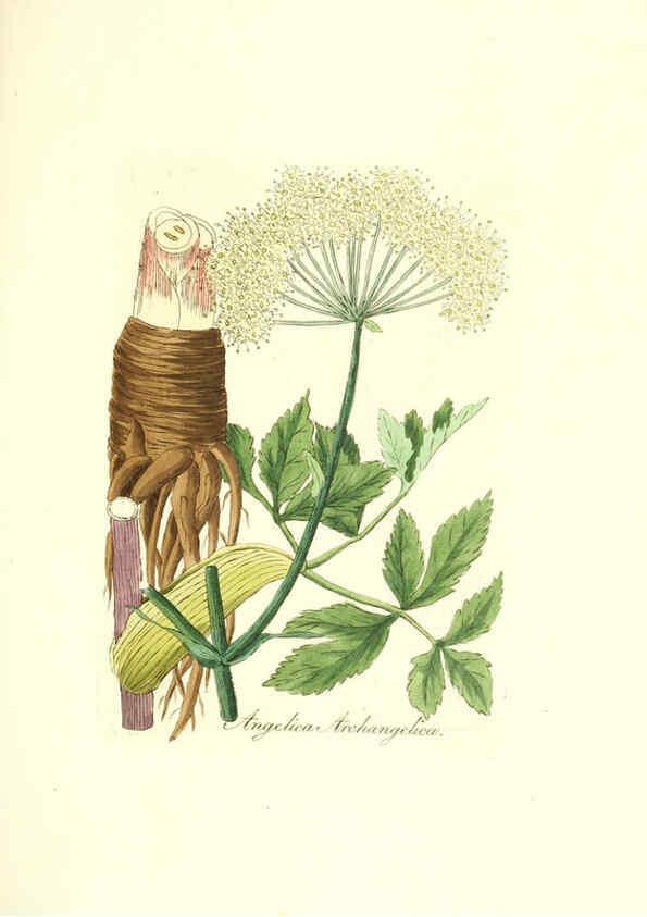 Reproducción/Reproduction 6032000813: Flora medica, oder, Abbildung der wichtigsten officinellen Pflanzen Jena,August Schmid,1831 [i.e. 1829-1831] 