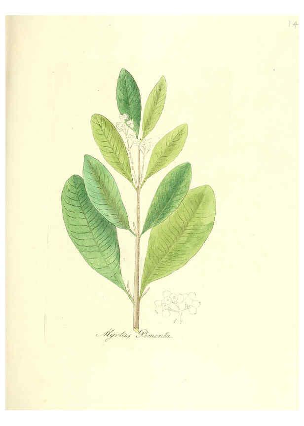 Reproducción/Reproduction 6032001775: Flora medica, oder, Abbildung der wichtigsten officinellen Pflanzen Jena,August Schmid,1831 [i.e. 1829-1831] 