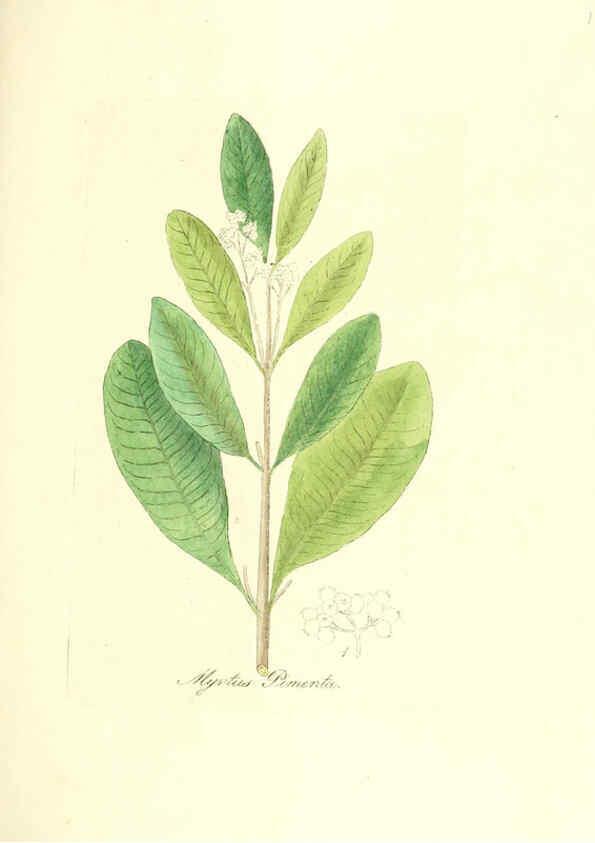 Reproducción/Reproduction 6032001775: Flora medica, oder, Abbildung der wichtigsten officinellen Pflanzen Jena,August Schmid,1831 [i.e. 1829-1831] 