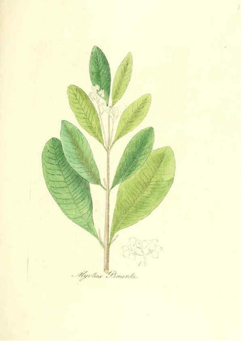 Reproducción/Reproduction 6032001775: Flora medica, oder, Abbildung der wichtigsten officinellen Pflanzen Jena,August Schmid,1831 [i.e. 1829-1831] 