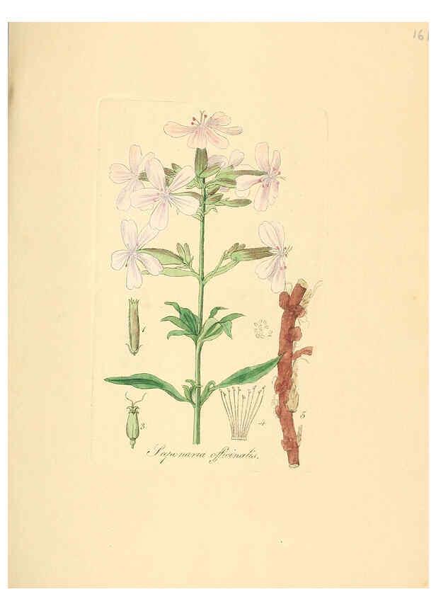 Reproducción/Reproduction 6032566376: Flora medica, oder, Abbildung der wichtigsten officinellen Pflanzen Jena,August Schmid,1831 [i.e. 1829-1831] 