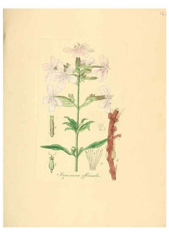 Reproducción/Reproduction 6032566376: Flora medica, oder, Abbildung der wichtigsten officinellen Pflanzen Jena,August Schmid,1831 [i.e. 1829-1831] 