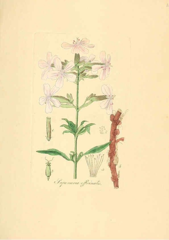 Reproducción/Reproduction 6032566376: Flora medica, oder, Abbildung der wichtigsten officinellen Pflanzen Jena,August Schmid,1831 [i.e. 1829-1831] 