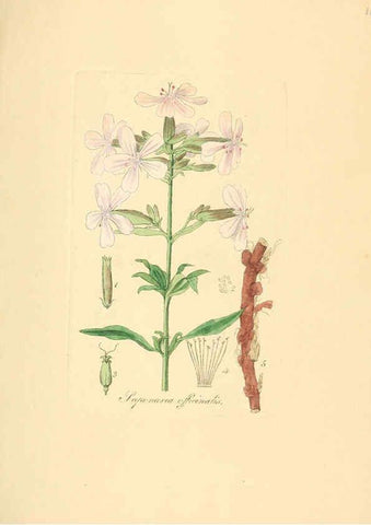 Reproducción/Reproduction 6032566376: Flora medica, oder, Abbildung der wichtigsten officinellen Pflanzen Jena,August Schmid,1831 [i.e. 1829-1831] 