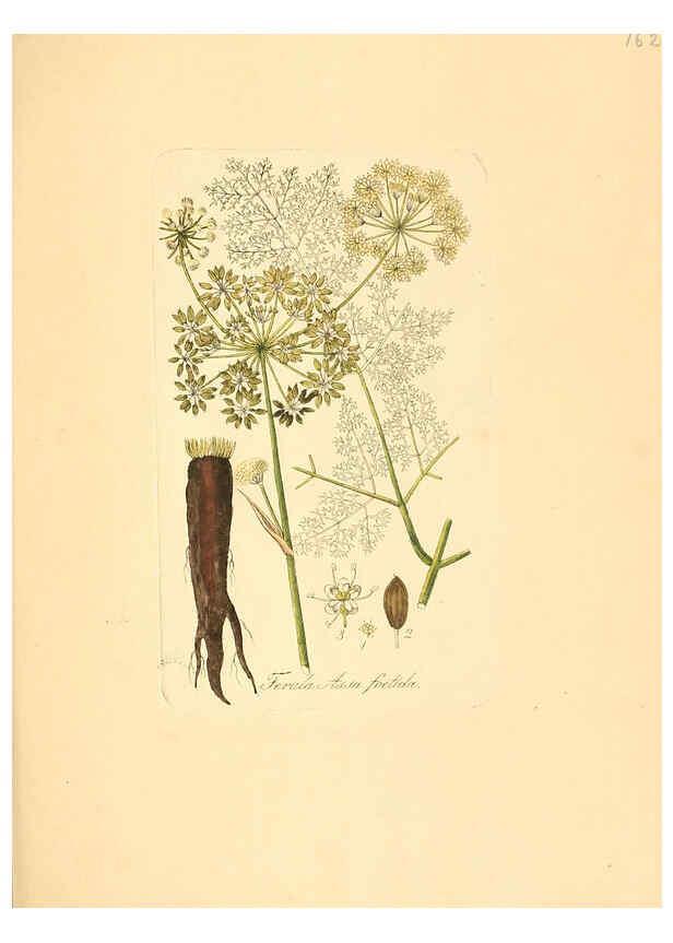 Reproducción/Reproduction 6032007629: Flora medica, oder, Abbildung der wichtigsten officinellen Pflanzen Jena,August Schmid,1831 [i.e. 1829-1831] 