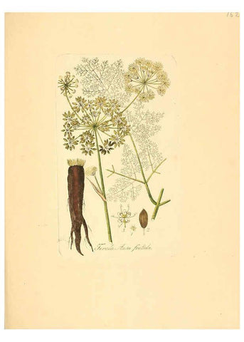 Reproducción/Reproduction 6032007629: Flora medica, oder, Abbildung der wichtigsten officinellen Pflanzen Jena,August Schmid,1831 [i.e. 1829-1831] 