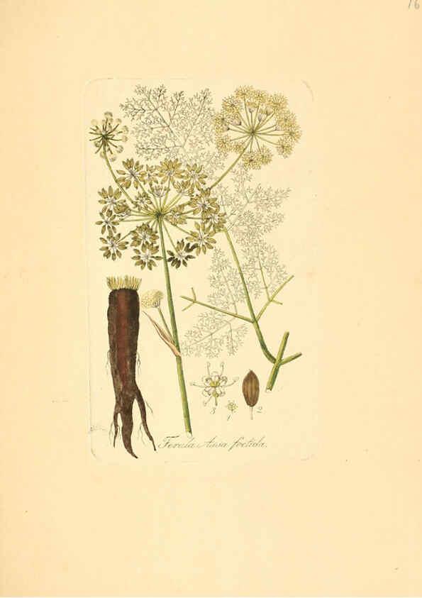Reproducción/Reproduction 6032007629: Flora medica, oder, Abbildung der wichtigsten officinellen Pflanzen Jena,August Schmid,1831 [i.e. 1829-1831] 