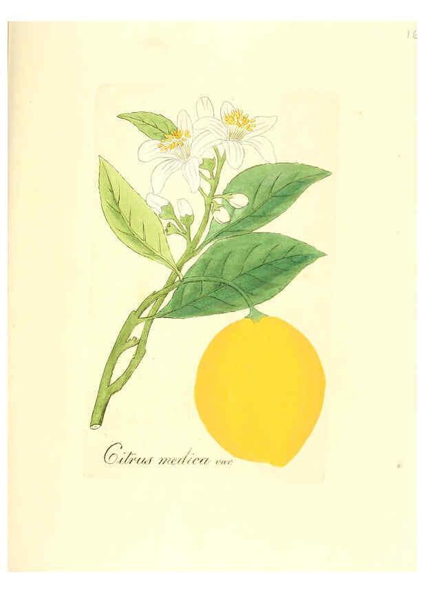 Reproducción/Reproduction 6032007831: Flora medica, oder, Abbildung der wichtigsten officinellen Pflanzen Jena,August Schmid,1831 [i.e. 1829-1831] 