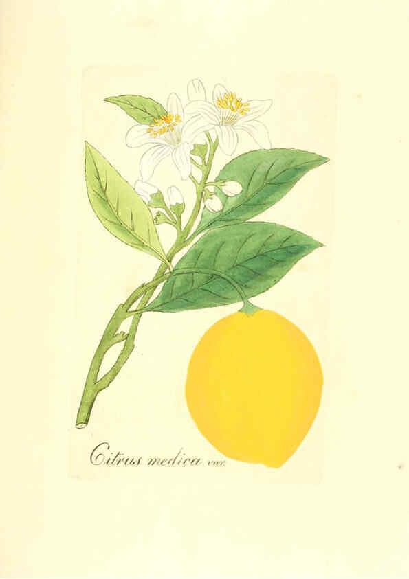 Reproducción/Reproduction 6032007831: Flora medica, oder, Abbildung der wichtigsten officinellen Pflanzen Jena,August Schmid,1831 [i.e. 1829-1831] 