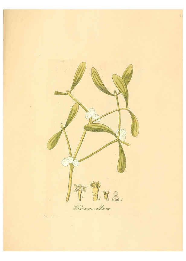 Reproducción/Reproduction 6032008125: Flora medica, oder, Abbildung der wichtigsten officinellen Pflanzen Jena,August Schmid,1831 [i.e. 1829-1831] 