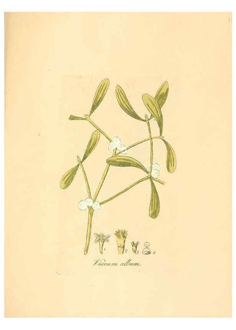 Reproducción/Reproduction 6032008125: Flora medica, oder, Abbildung der wichtigsten officinellen Pflanzen Jena,August Schmid,1831 [i.e. 1829-1831] 