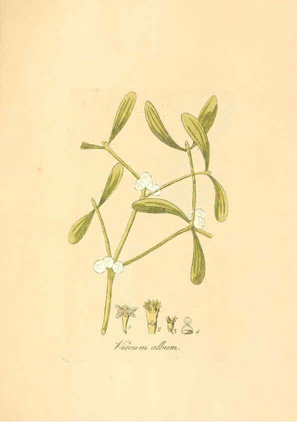 Reproducción/Reproduction 6032008125: Flora medica, oder, Abbildung der wichtigsten officinellen Pflanzen Jena,August Schmid,1831 [i.e. 1829-1831] 