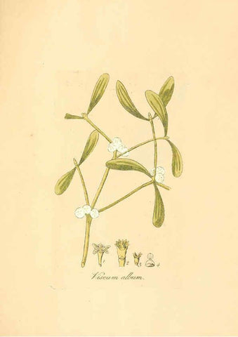 Reproducción/Reproduction 6032008125: Flora medica, oder, Abbildung der wichtigsten officinellen Pflanzen Jena,August Schmid,1831 [i.e. 1829-1831] 