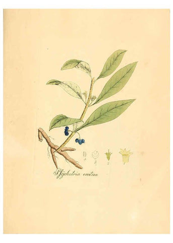 Reproducción/Reproduction 6032567412: Flora medica, oder, Abbildung der wichtigsten officinellen Pflanzen Jena,August Schmid,1831 [i.e. 1829-1831] 