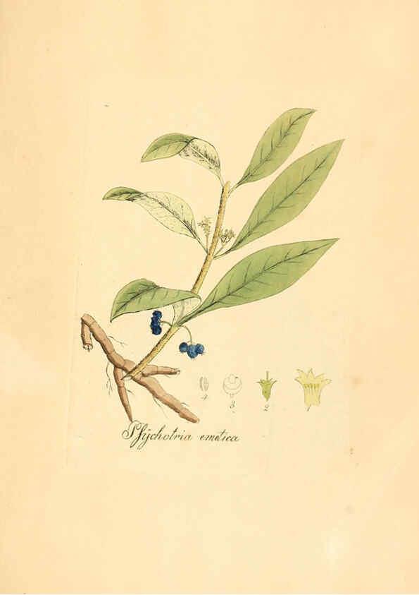 Reproducción/Reproduction 6032567412: Flora medica, oder, Abbildung der wichtigsten officinellen Pflanzen Jena,August Schmid,1831 [i.e. 1829-1831] 