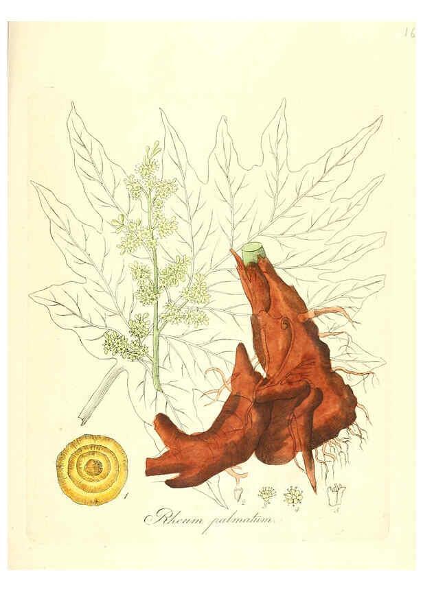 Reproducción/Reproduction 6032008609: Flora medica, oder, Abbildung der wichtigsten officinellen Pflanzen Jena,August Schmid,1831 [i.e. 1829-1831] 