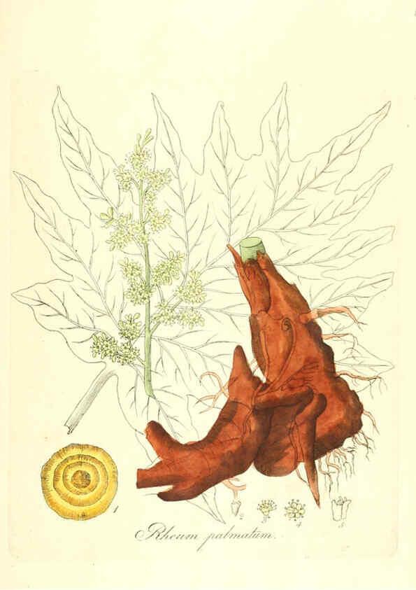 Reproducción/Reproduction 6032008609: Flora medica, oder, Abbildung der wichtigsten officinellen Pflanzen Jena,August Schmid,1831 [i.e. 1829-1831] 