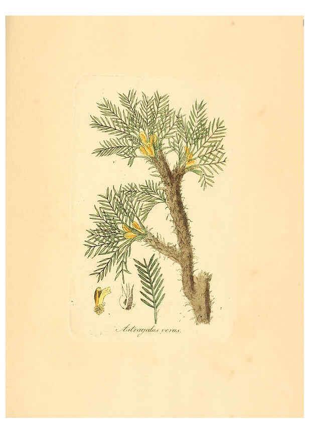Reproducción/Reproduction 6032008849: Flora medica, oder, Abbildung der wichtigsten officinellen Pflanzen Jena,August Schmid,1831 [i.e. 1829-1831] 