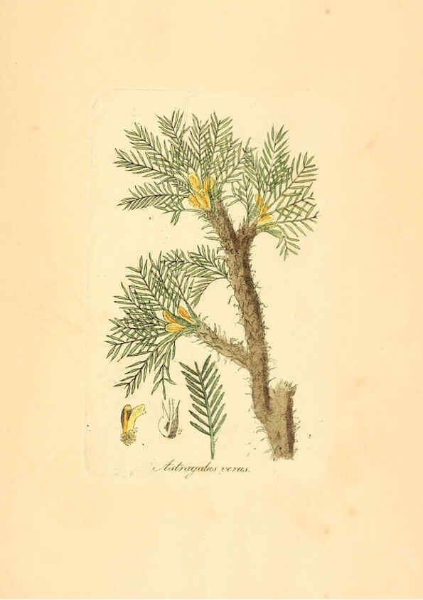 Reproducción/Reproduction 6032008849: Flora medica, oder, Abbildung der wichtigsten officinellen Pflanzen Jena,August Schmid,1831 [i.e. 1829-1831] 