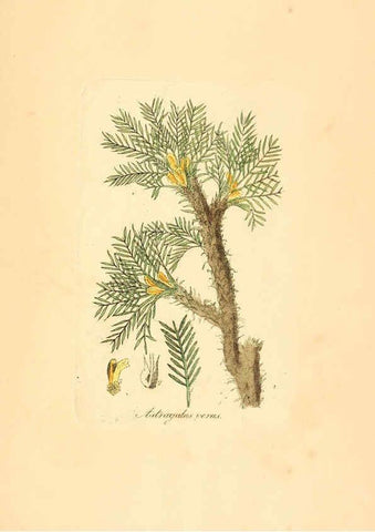 Reproducción/Reproduction 6032008849: Flora medica, oder, Abbildung der wichtigsten officinellen Pflanzen Jena,August Schmid,1831 [i.e. 1829-1831] 