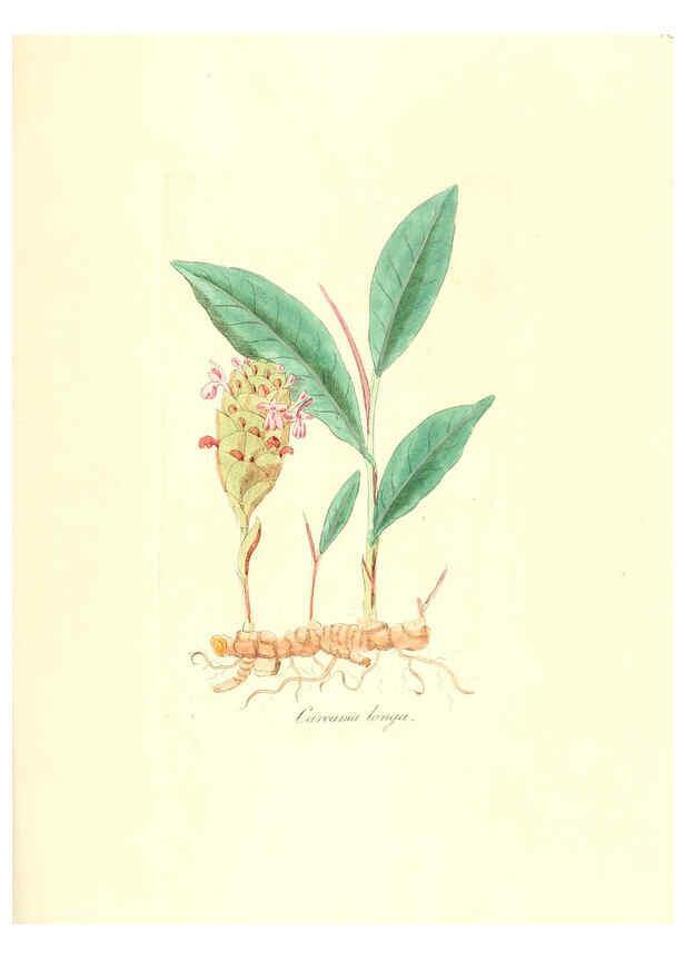 Reproducción/Reproduction 6032568070: Flora medica, oder, Abbildung der wichtigsten officinellen Pflanzen Jena,August Schmid,1831 [i.e. 1829-1831] 