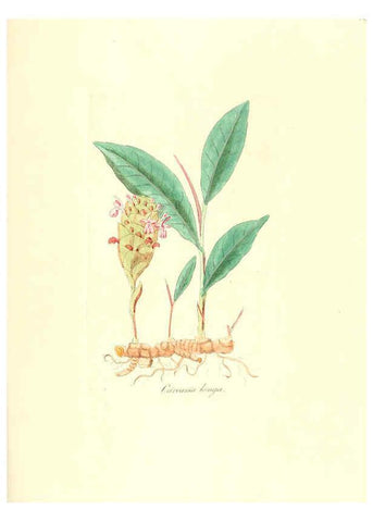 Reproducción/Reproduction 6032568070: Flora medica, oder, Abbildung der wichtigsten officinellen Pflanzen Jena,August Schmid,1831 [i.e. 1829-1831] 