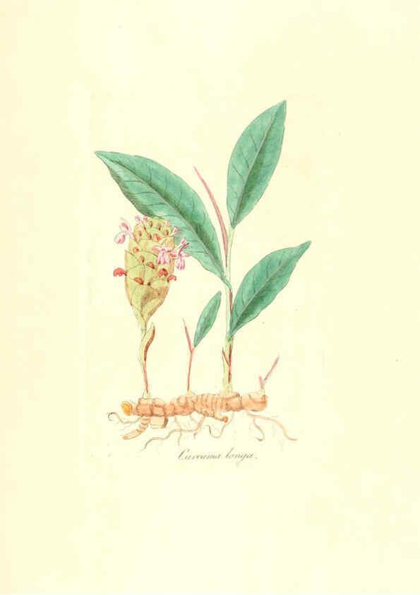 Reproducción/Reproduction 6032568070: Flora medica, oder, Abbildung der wichtigsten officinellen Pflanzen Jena,August Schmid,1831 [i.e. 1829-1831] 