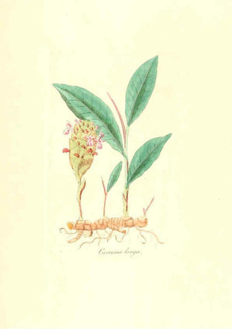 Reproducción/Reproduction 6032568070: Flora medica, oder, Abbildung der wichtigsten officinellen Pflanzen Jena,August Schmid,1831 [i.e. 1829-1831] 