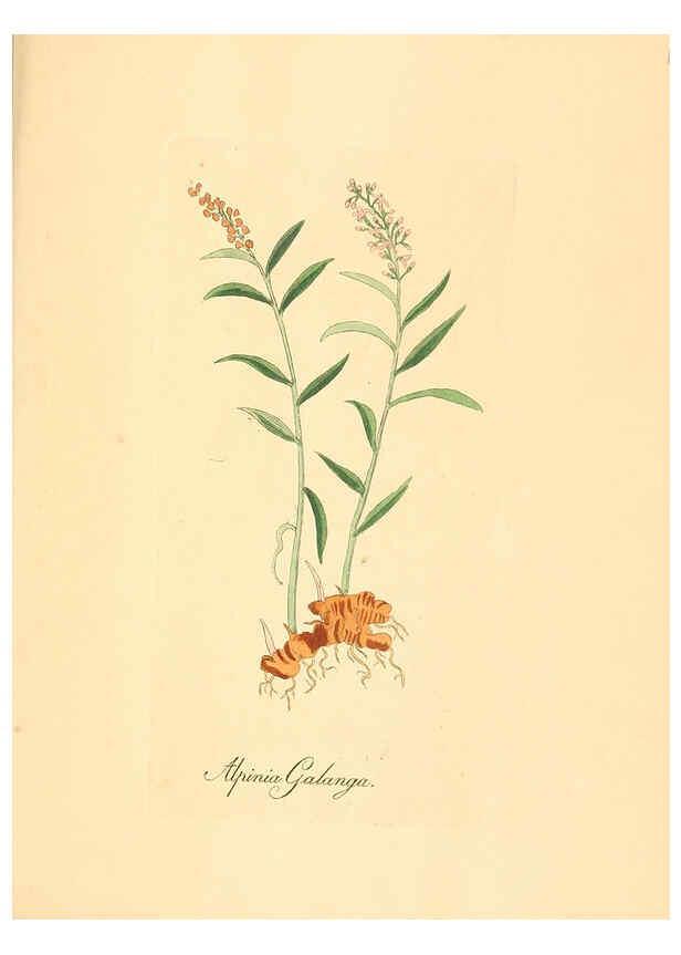 Reproducción/Reproduction 6032009297: Flora medica, oder, Abbildung der wichtigsten officinellen Pflanzen Jena,August Schmid,1831 [i.e. 1829-1831] 