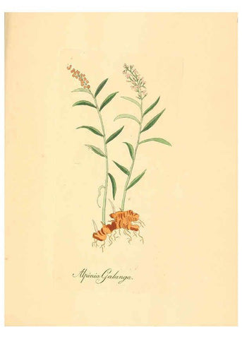 Reproducción/Reproduction 6032009297: Flora medica, oder, Abbildung der wichtigsten officinellen Pflanzen Jena,August Schmid,1831 [i.e. 1829-1831] 