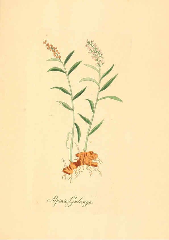 Reproducción/Reproduction 6032009297: Flora medica, oder, Abbildung der wichtigsten officinellen Pflanzen Jena,August Schmid,1831 [i.e. 1829-1831] 