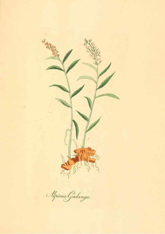 Reproducción/Reproduction 6032009297: Flora medica, oder, Abbildung der wichtigsten officinellen Pflanzen Jena,August Schmid,1831 [i.e. 1829-1831] 