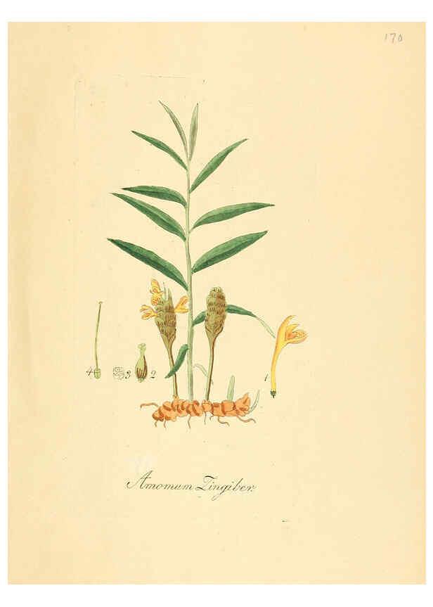 Reproducción/Reproduction 6032009607: Flora medica, oder, Abbildung der wichtigsten officinellen Pflanzen Jena,August Schmid,1831 [i.e. 1829-1831] 
